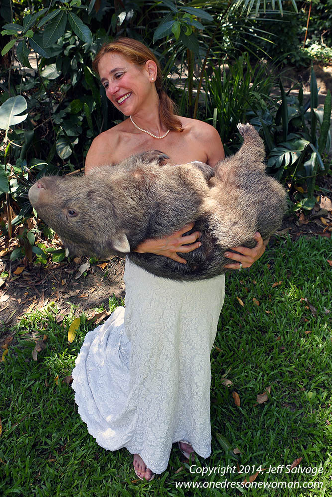 Elira the Common Wombat at the Cairns Tropical Zoo