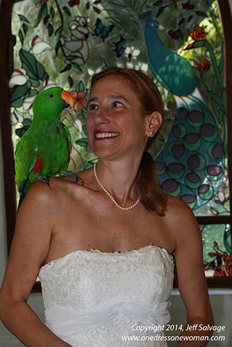 Eclectus Parrot at the Cairns Tropical Zoo - Wedding Chapel