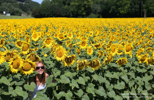 Austrian Sunflowers